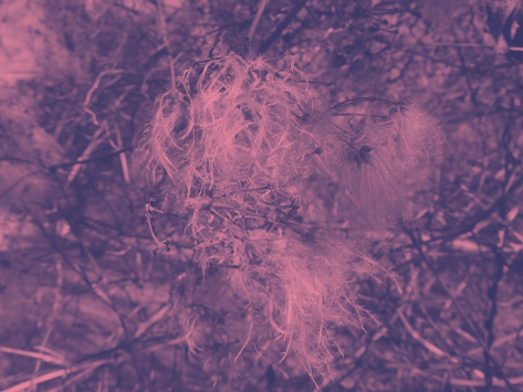 🎨 Georgiana Houghton – sztuka, która „powstawała sama”? Automatyczne rysowanie, duchy i narodziny abstrakcji