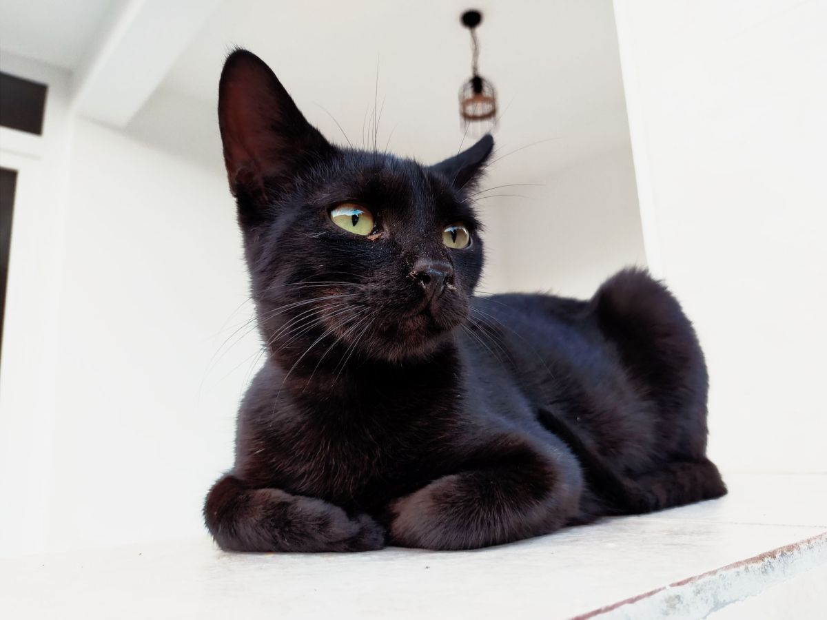 🐈‍⬛ Koty — tajemnicze, mądre, magiczne. Symbolika, magia, historia i natura kota