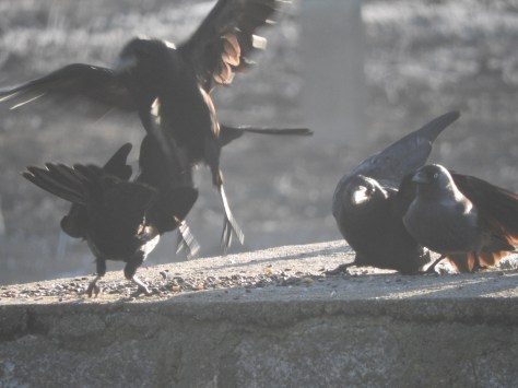Jak to jest być kimś innym? Granice poznania i tajemnica świadomości czyli „jak to jest być nietoperzem?”