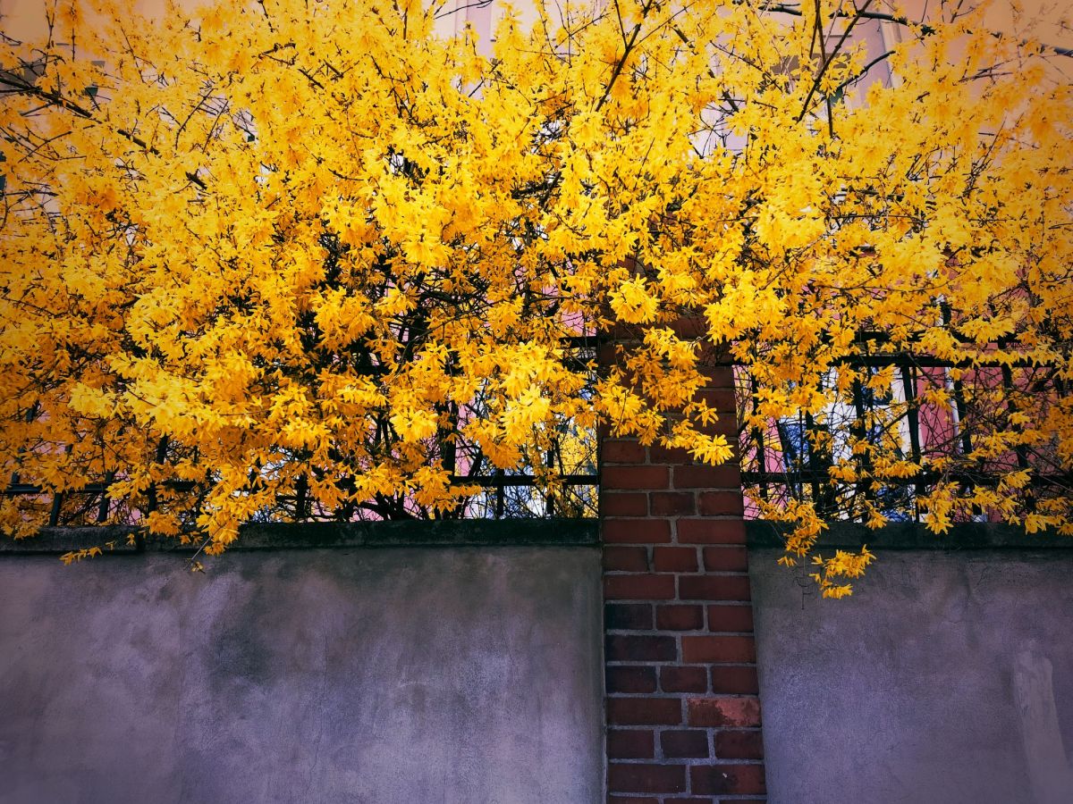 🌆 Flaneryzm: filozofia spaceru, która zmienia sposób widzenia świata