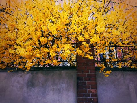 🌆 Flaneryzm: filozofia spaceru, która zmienia sposób widzenia świata